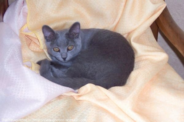 Photo de Chartreux