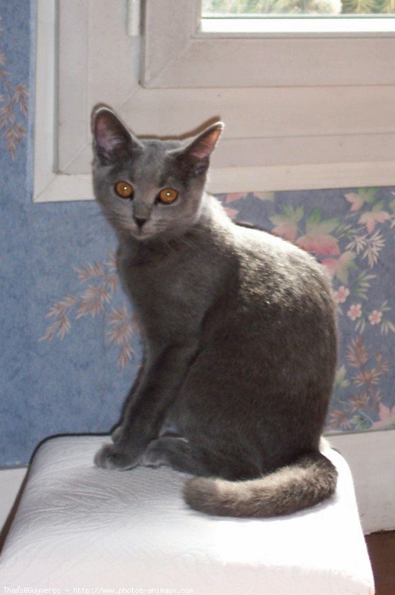 Photo de Chartreux