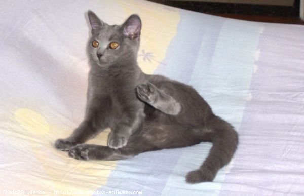 Photo de Chartreux