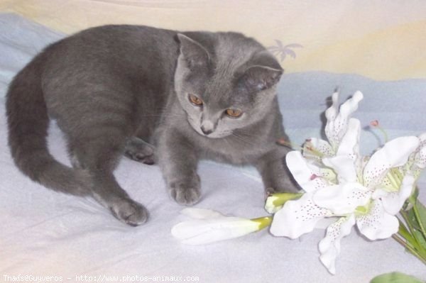 Photo de Chartreux