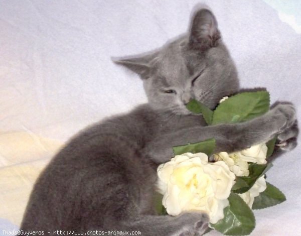 Photo de Chartreux