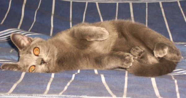 Photo de Chartreux