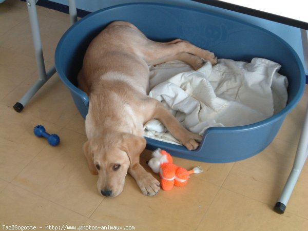 Photo de Labrador retriever