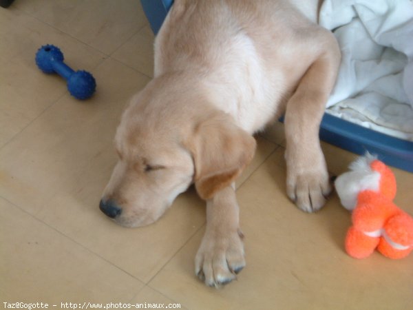 Photo de Labrador retriever