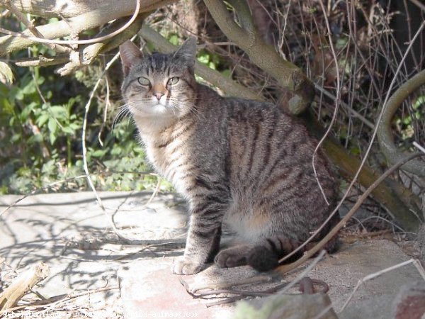 Photo de Chat domestique