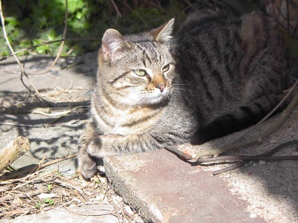 Photo de Chat domestique