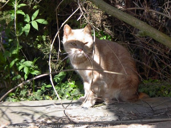 Photo de British shorthair