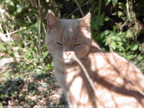 Photo de British shorthair