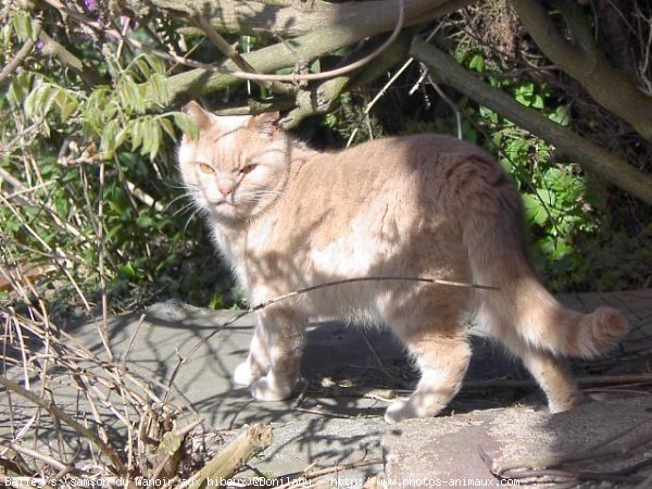 Photo de British shorthair