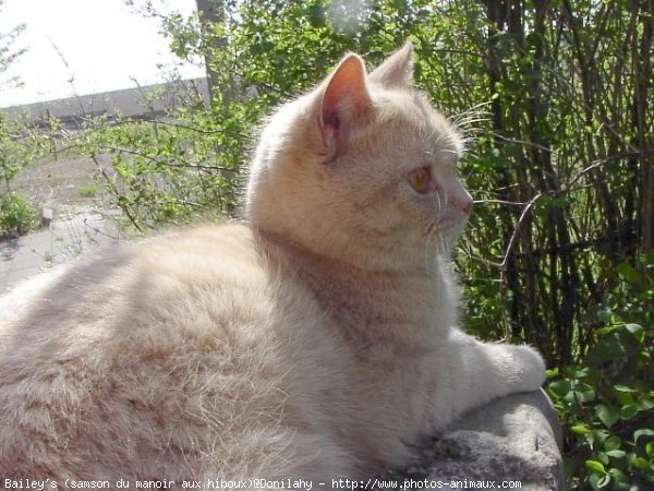 Photo de British shorthair