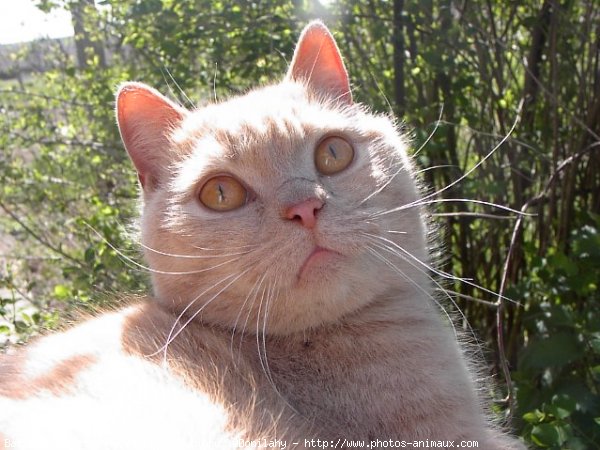 Photo de British shorthair