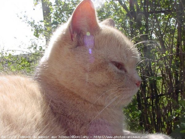 Photo de British shorthair