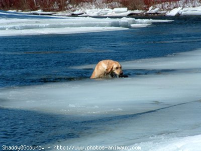 Photo de Labrador retriever