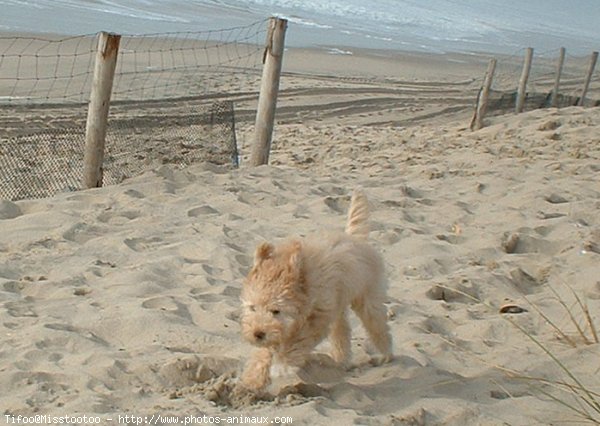 Photo de Caniche moyen