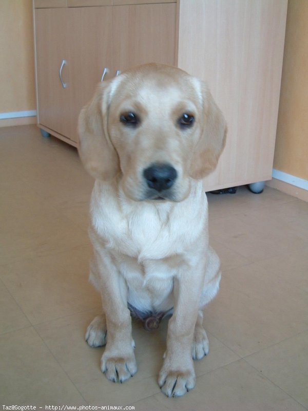 Photo de Labrador retriever