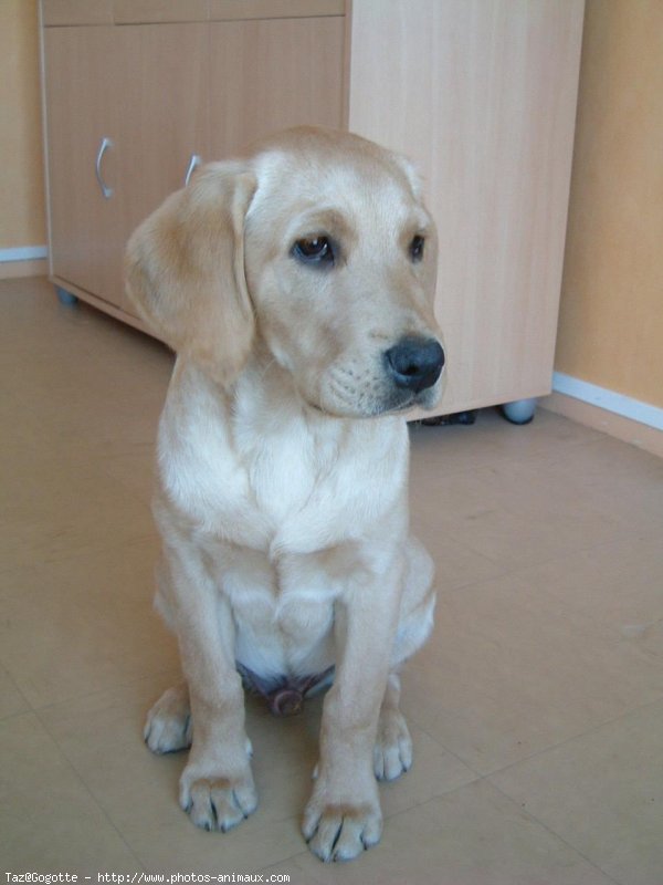 Photo de Labrador retriever