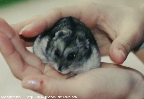 Photo de Hamster