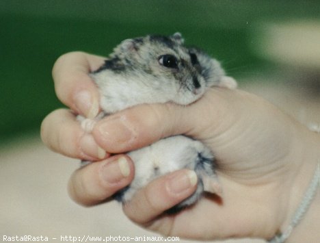 Photo de Hamster