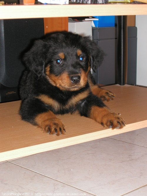 Photo de Rottweiler