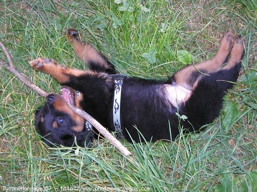 Photo de Rottweiler