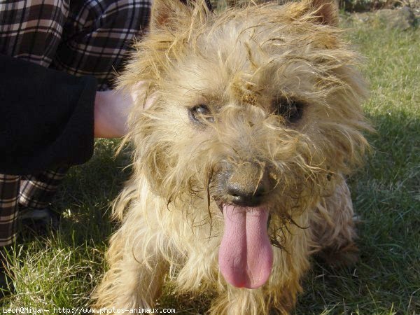 Photo de Cairn terrier