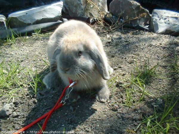 Photo de Lapin