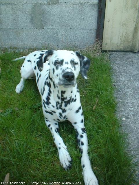 Photo de Dalmatien