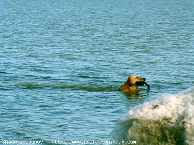 Photo de Labrador retriever