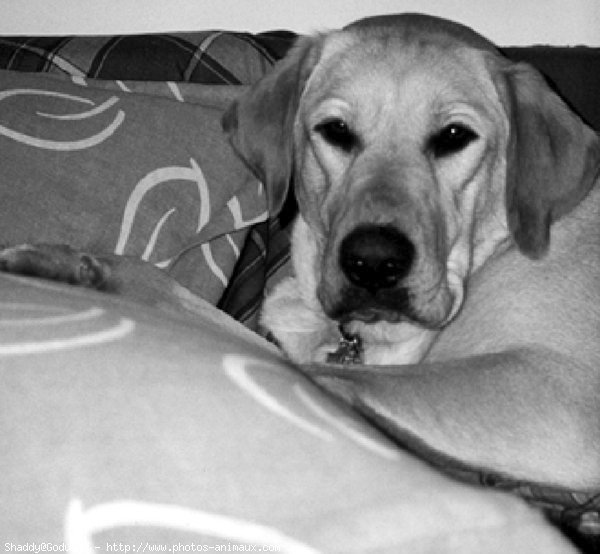 Photo de Labrador retriever