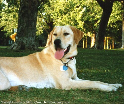 Photo de Labrador retriever