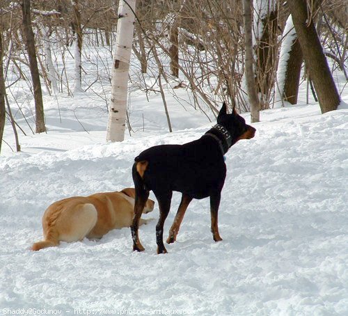 Photo de Labrador retriever