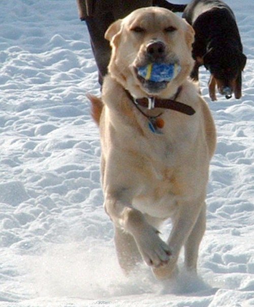 Photo de Labrador retriever