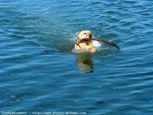 Photo de Labrador retriever