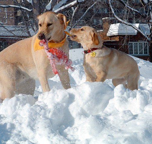 Photo de Labrador retriever