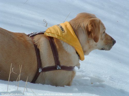 Photo de Labrador retriever