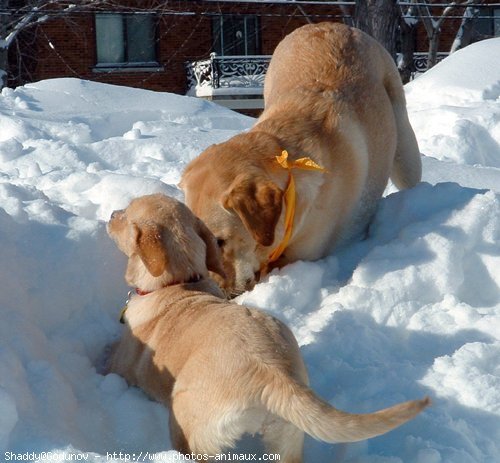 Photo de Labrador retriever