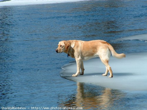 Photo de Labrador retriever