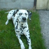 Photo de Dalmatien