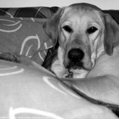 Photo de Labrador retriever