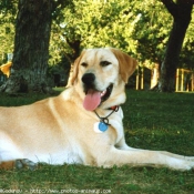 Photo de Labrador retriever