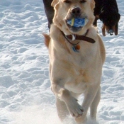 Photo de Labrador retriever