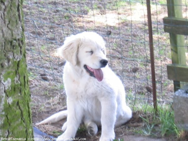 Photo de Golden retriever