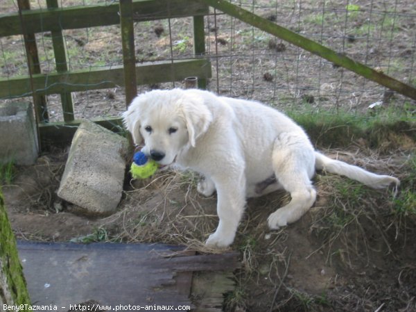 Photo de Golden retriever