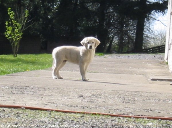 Photo de Golden retriever