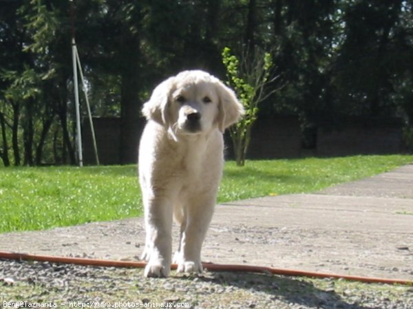 Photo de Golden retriever