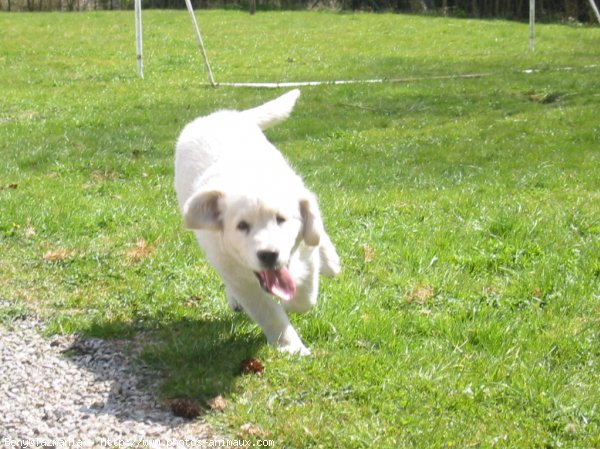 Photo de Golden retriever