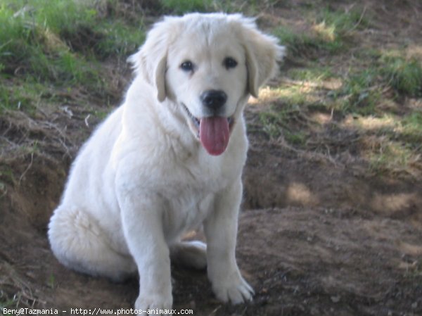 Photo de Golden retriever