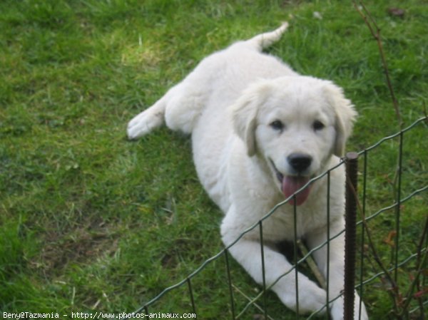 Photo de Golden retriever