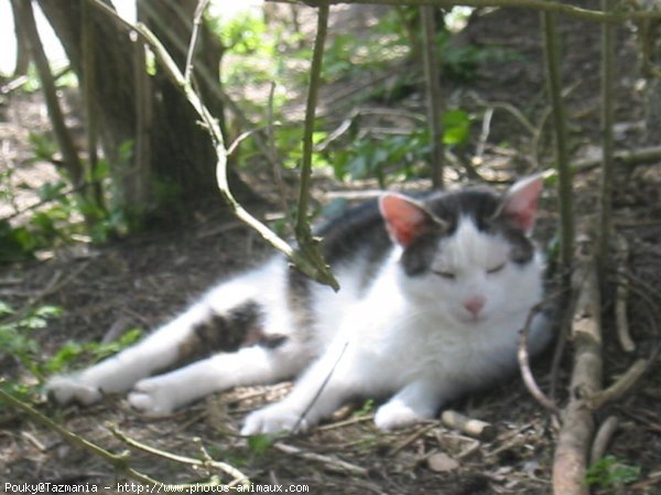 Photo de Chat domestique