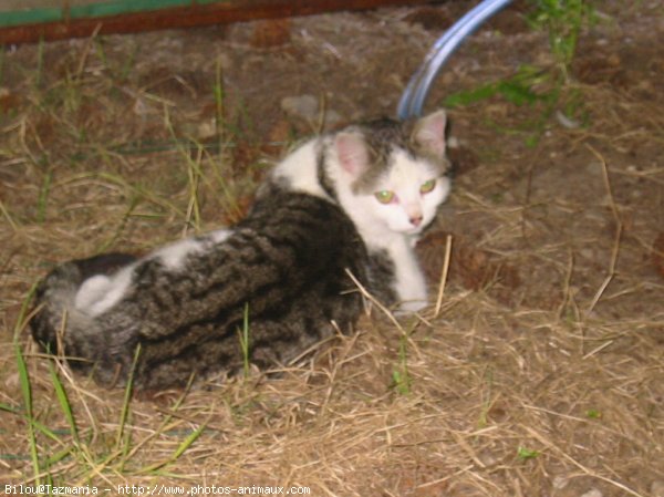 Photo de Chat domestique